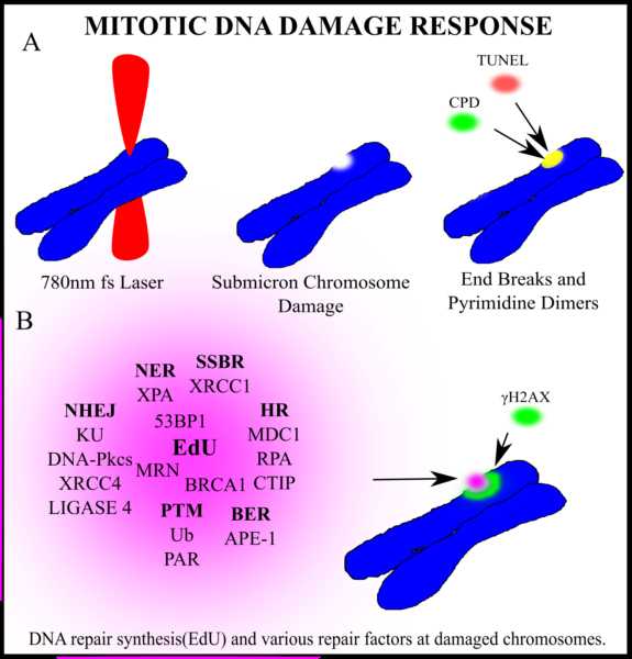 Data from: DNA damage induced during mitosis undergoes DNA repair synthesis