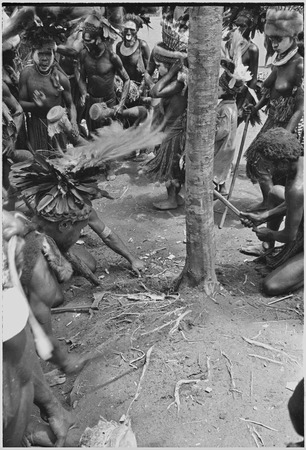 Pig festival, uprooting cordyline ritual: war ally re-enacts killing an enemy by cutting down casuarina tree