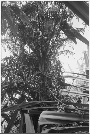 Gardening: kangup (Cyathea cyatheaceae), edible tree fern in pandanus grove