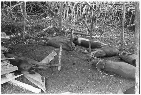 Pigs staked out in taualea for beritaunga ritual.