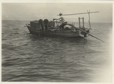 Man on fishing boat winching in diver-gathered seaweed destined for agar production. Japan, c1947.