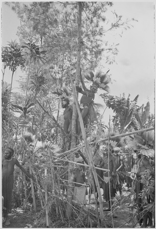 Pig festival, uprooting cordyline ritual: decorated men, including two on framework in tree, observe allies approach