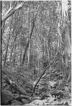 Schrader Range: forest with thick undergrowth