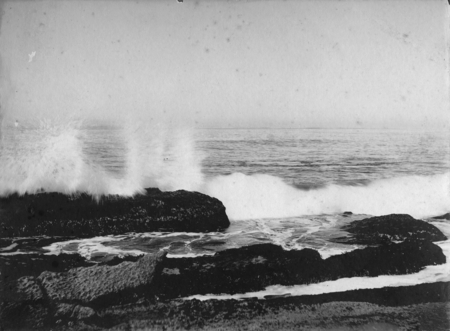 Rocks at South La Jolla, covered with sea-weed. 1906