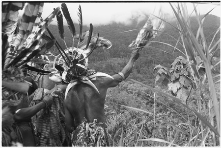 Pig festival, pig sacrifice, Tsembaga: decorated men, one wearing hornbill beaks, throw leaves (removed from their clothin...