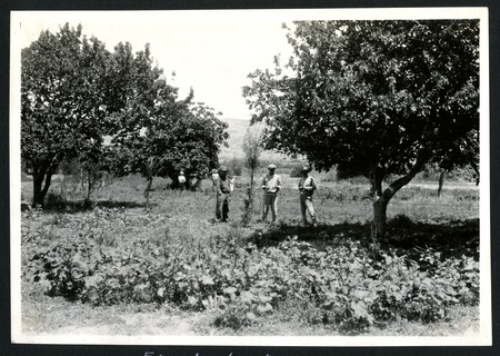 Picking figs and apricots in the orchard at El Rosario