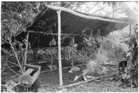 The babale&#39;eboo lean-to, with betelnuts hanging from the roof. It will eventually be filled with staked out pigs for the f...