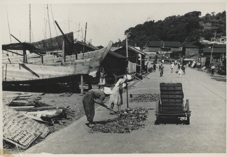 Women poking through a dredge or net haul. Claude M. Adams visit to a Japanese fishing village and fish processing plant. ...