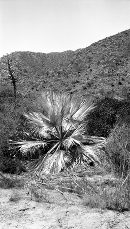 Desert palm in Tinaja canyon