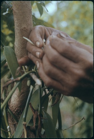 Vanilla orchid being pollinated by hand