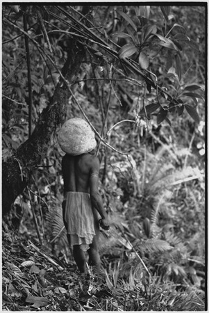 Hunting: Akis, in large barkcloth cap, holds a machete, setting a snare in tree above