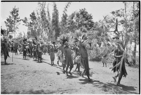 Pig festival, uprooting cordyline ritual: allies carry cut casuarina tree, symbolizing dead enemy, on dance ground