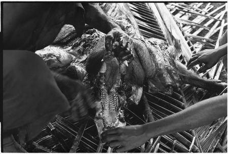 Ambaiat: Dagabun and Granjumba remove jaw from pig killed for damaging a garden