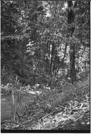 Trail through forested area, edge of trail marked with cordyline plants
