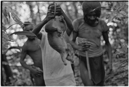 Hunting: Kalam men with marsupial, Korumbon area