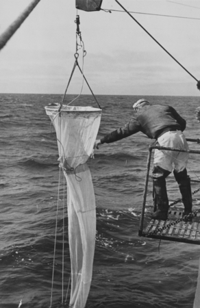 Researcher from Scripps Institution of Oceanography using a plankton net to obtaining samples of small plants and animals ...