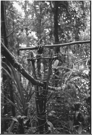 Hunting: snare made of vines and branches, set along a tree branch