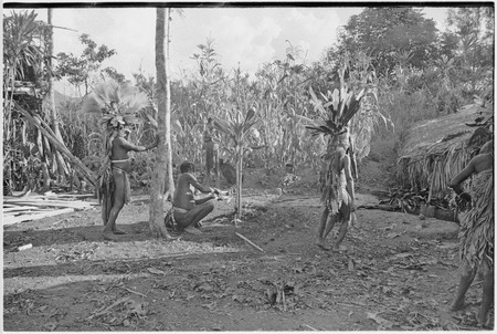 Pig festival, uprooting cordyline ritual: man clears ground around plant, prior to its uprooting