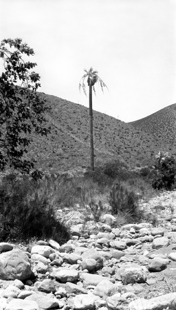 Facing northeast with typical arroyo floor of sycamore and palm