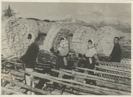 Carrying agar produced from seaweed processing. Japan, c1947.