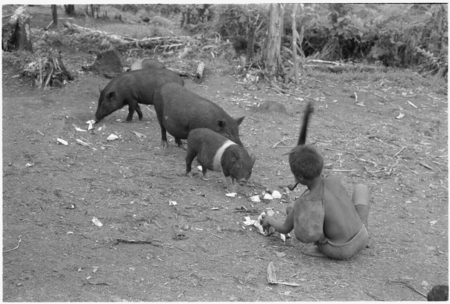 Feeding pigs.