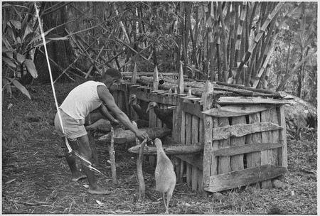Cassowaries in a pen and chick outside, being fed by a man