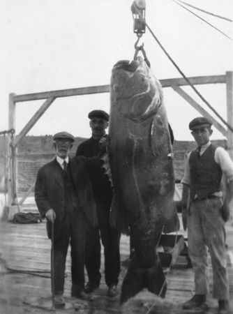 Three men on Scripps Institution of Oceanography pier with giant sea bass, Stereolepis gigas. 1916-1930s