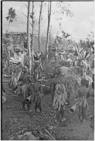 Pig festival, uprooting cordyline ritual: decorated clan members dance while plant is uprooted in men&#39;s house clearing
