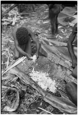 Pig festival, pig sacrifice, Tsembaga: child mixes pitpit and pig&#39;s blood on banana leaves for cooking ritual meal