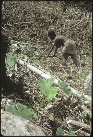 Woman clearing brush from newly cleared garden site.