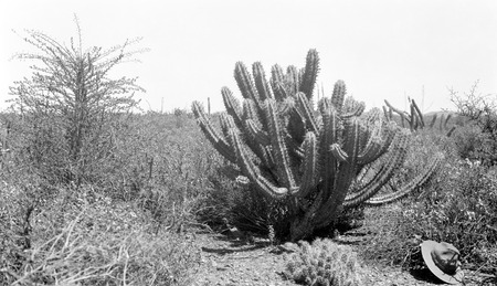 Another rather common cactus, 18.5 miles from San Fernando, elevation 2110 ft
