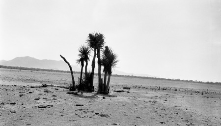 Desert yucca plant in the San Matiás Desert