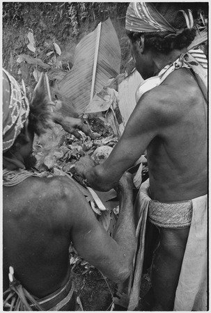 Pig festival, stake-planting, Tuguma: men place hot stones in oven to cook sacrifical pig, note woven belt (r)