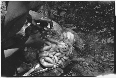 Food preparation: pig entrails being cleaned in a river