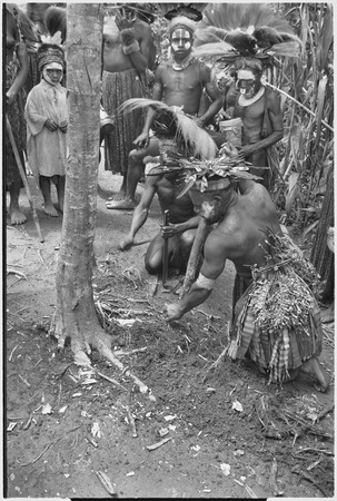 Pig festival, uprooting cordyline ritual: war ally re-enacts killing an enemy by cutting down casuarina tree