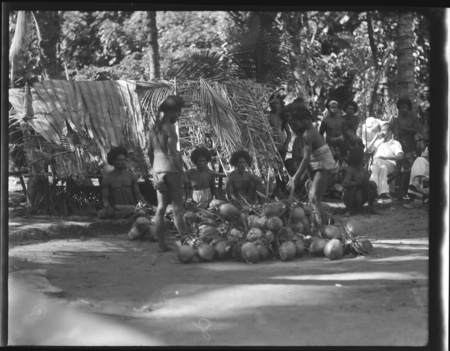 Group of men with a gathering of coconuts
