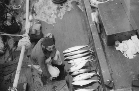 [Man with coring device and tuna aboard R/V E.W. Scripps]