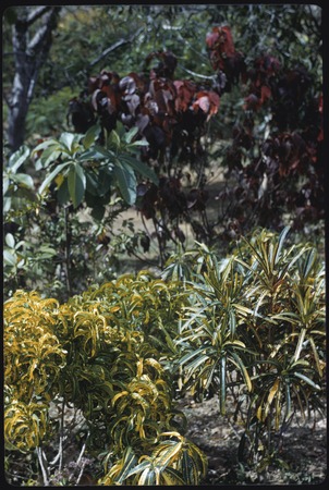 Colorful croton plants, Port Moresby