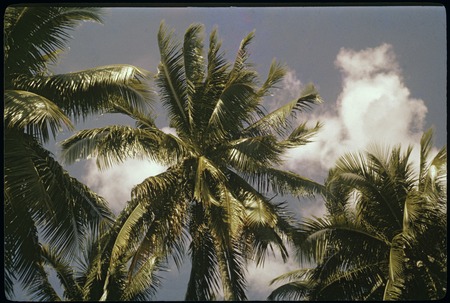 Coconut palms, Society Islands