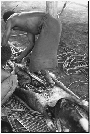 Ambaiat: Dagabun and Granjumba butcher pig killed for damaging garden, dog smells carcass