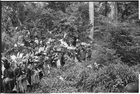 Pig festival, uprooting cordyline ritual, Tsembaga: decorated Tsembaga men and allies take uprooted plants to enemy boundary