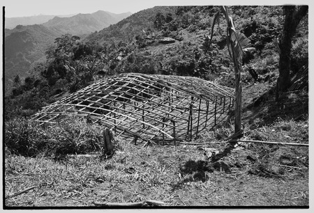 Pig festival, singsing preparations: building visitors&#39; house, frame with roof supports