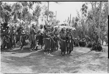 Pig festival, singsing, Kwiop: procession of decorated men with feather headdresses, they play kundu drums and sing