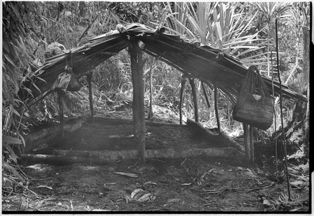 Pig festival, uprooting cordyline ritual, Tsembaga: ancestral shrine, unwalled structure for food storage and shelter