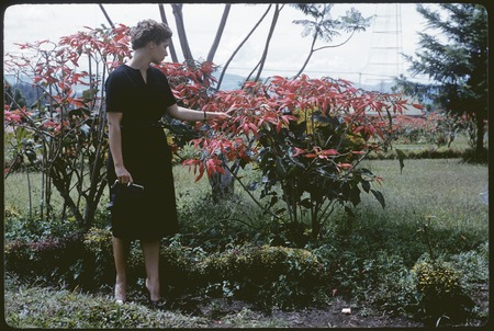 Nancy Cook and poinsettia in Port Moresby