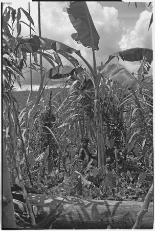 Gardening: woman with banana, taro and sugarcane plants