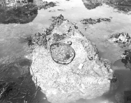 Overturned red abalone stuck on a surface boulder in Pt. Reyes national seashore in Marin County, California. Circa 1950.