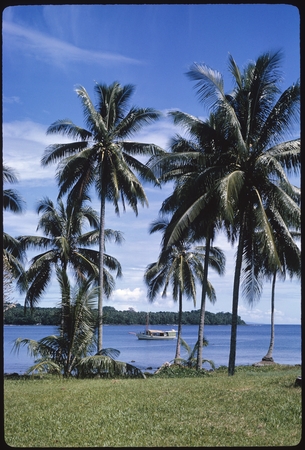 Palm trees and the sea, Makira.