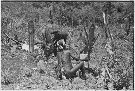 Pig festival, stake-planting: bespelled stakes and cordyline beside a trail near clan boundary