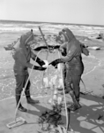 Francis Shepard and geology class design a suspended sediment trap for the  study of sand transport onto the beach. Nets were made from the toes of  wives' nylon stockings. L-r: Donald Sayner